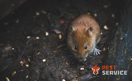 Дератизация в Новотроицке